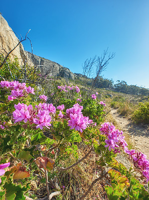 Buy stock photo Pink wild flowers beside a hiking trail on a sunny day in Cape Town in summer. Bright malva blossoms growing on Table Mountain walking path in South Africa. Indigenous nature in a national park.