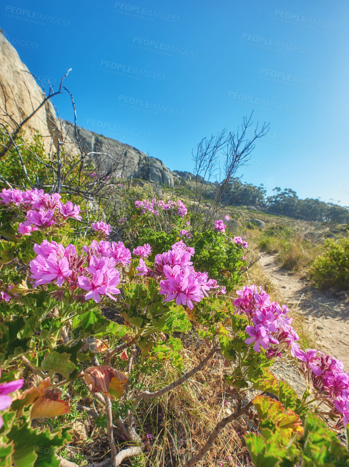 Buy stock photo Pink wild flowers beside a hiking trail on a sunny day in Cape Town in summer. Bright malva blossoms growing on Table Mountain walking path in South Africa. Indigenous nature in a national park.