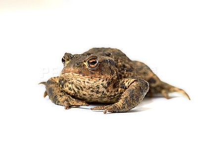 Buy stock photo Common true toad with brown body and black dot markings on dry rough skin isolated on a white background with copy space. One frog ready to hop around and croak. Amphibian from the bufonidae species