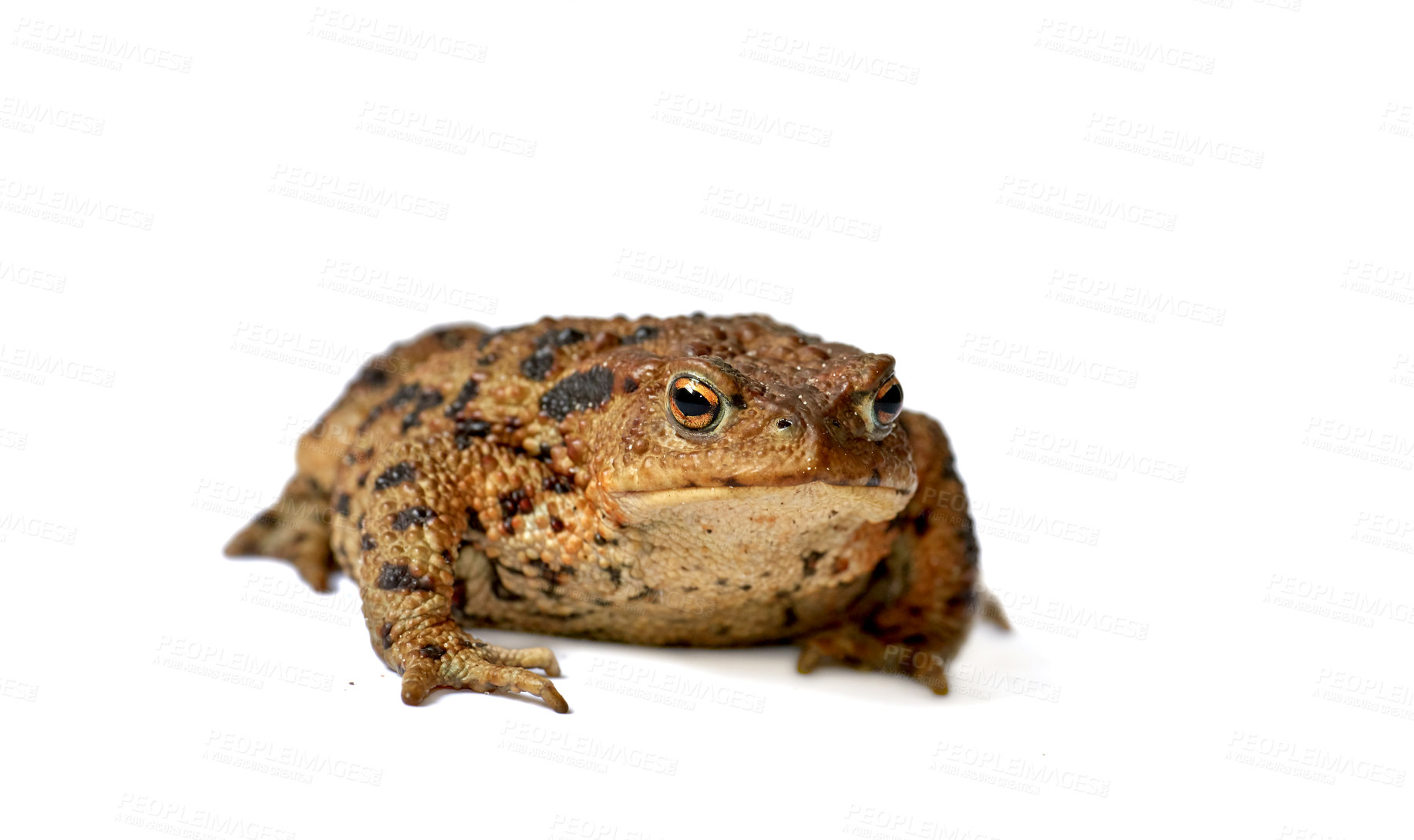 Buy stock photo Common true toad or frog with brown body and black dot markings on dry rough skin isolated on a white background with copyspace. Amphibian from the bufonidae species ready to hop around and croak 