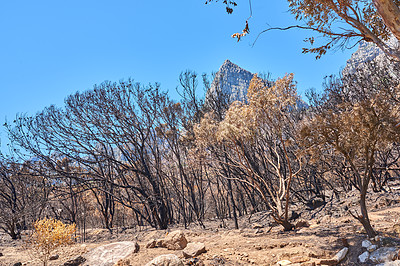 Buy stock photo Burnt forest on a desert field after a wildfire on a hot summer day. Dry brown leafless plants and trees after a veldfire due to climate change outdoors. Deciduous bush in drought season on a field