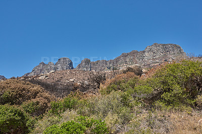 Buy stock photo Bushfire burnt mountain trees in a remote area with blue sky and copy space. Destruction and deforestation from nature wildfire. Dry plants with regrowth. Human error, global warming, climate change