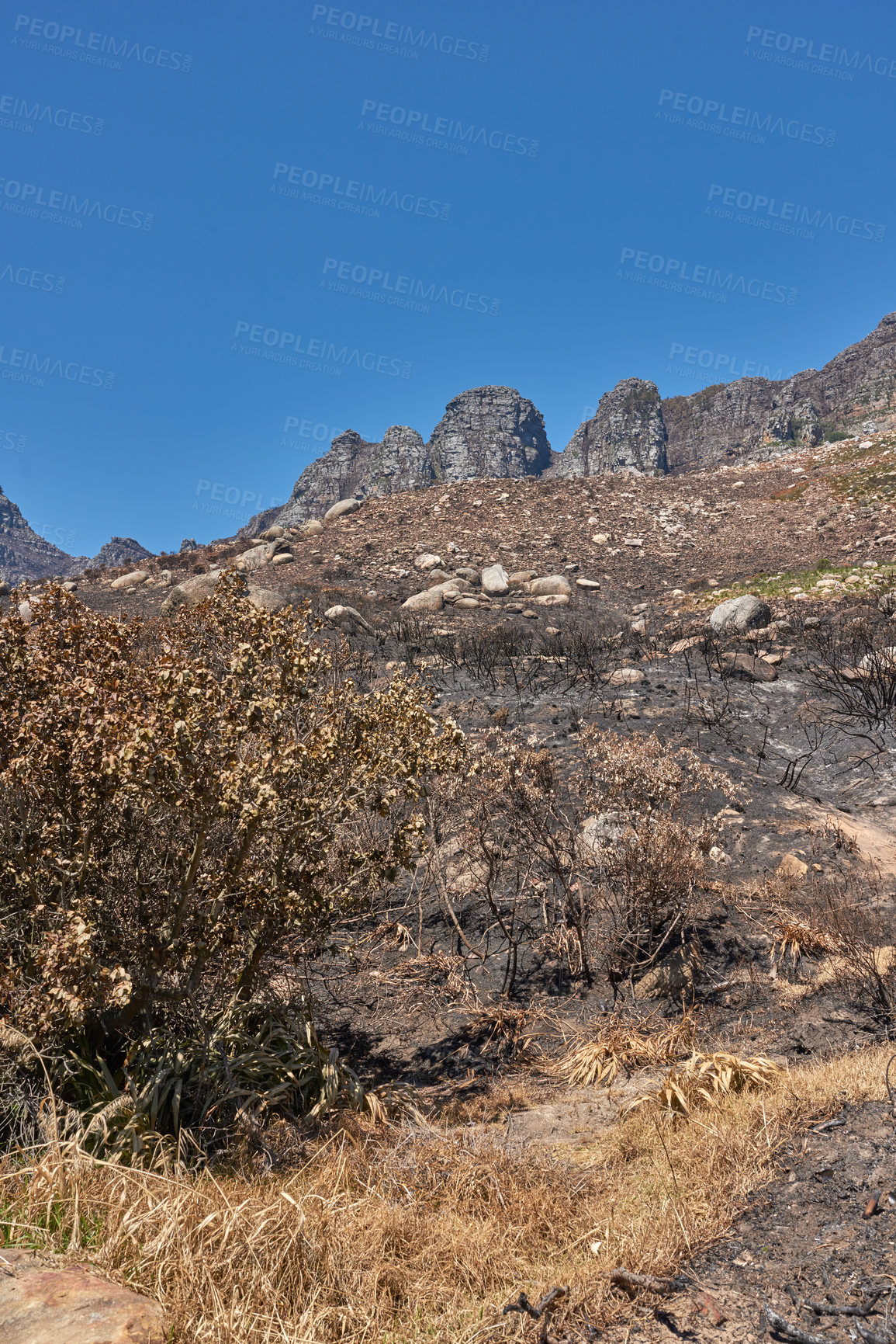 Buy stock photo The aftermath of a natural mountain landscape destroyed by wildfire destruction on table mountain in Cape Town, South Africa. Burnt Bushes, shrubs, plants, and vegetation after a fire disaster 
