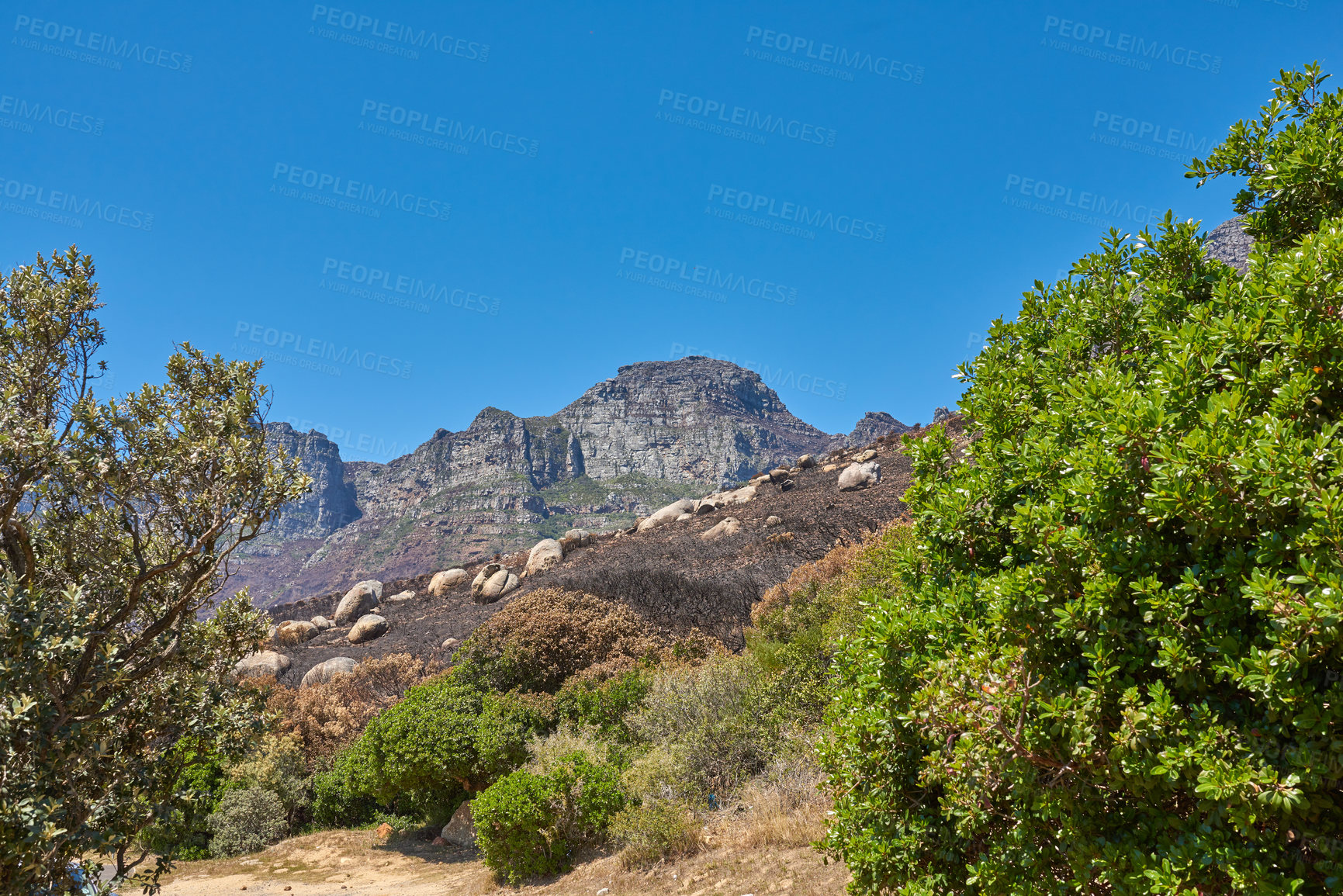 Buy stock photo Burnt land after fires on Table Mountain in Cape Town South Africa with blue sky background. Bushes of dead plants and destroyed vegetation in the aftermath of wildfires. Dry veld of natural wildlife