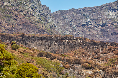 Buy stock photo A high mountain scene with a waterfall and blue sky.The landscape of burnt trees after a bushfire on table mountain outcrops of a mountain against blue sky with dead bushes coldclimate deciduous bush