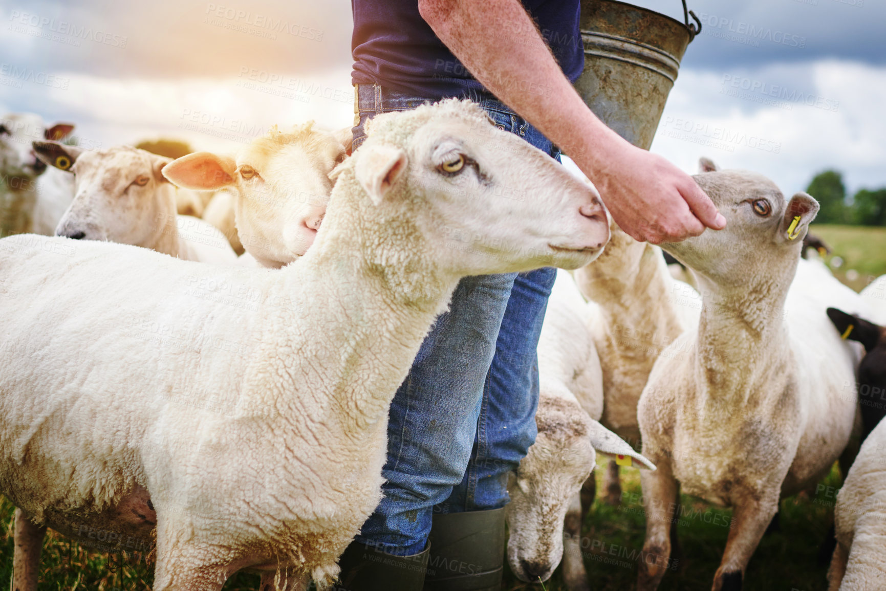 Buy stock photo Shot of a male farmer feeding a herd of sheep on a farm