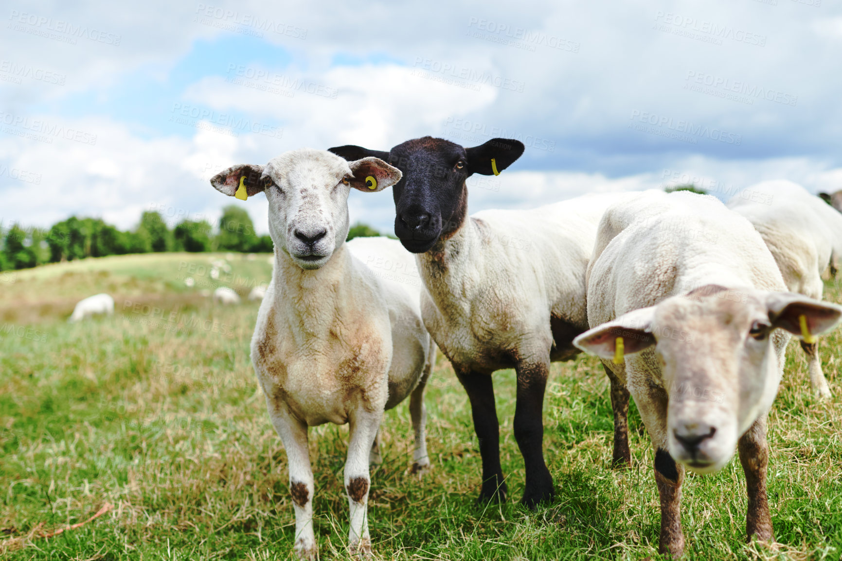 Buy stock photo Environment, field and sheep on farm in outdoor, countryside and nature for protection of exporting. Animal, grass and livestock agriculture for farming or slaughter, sustainability and wool.