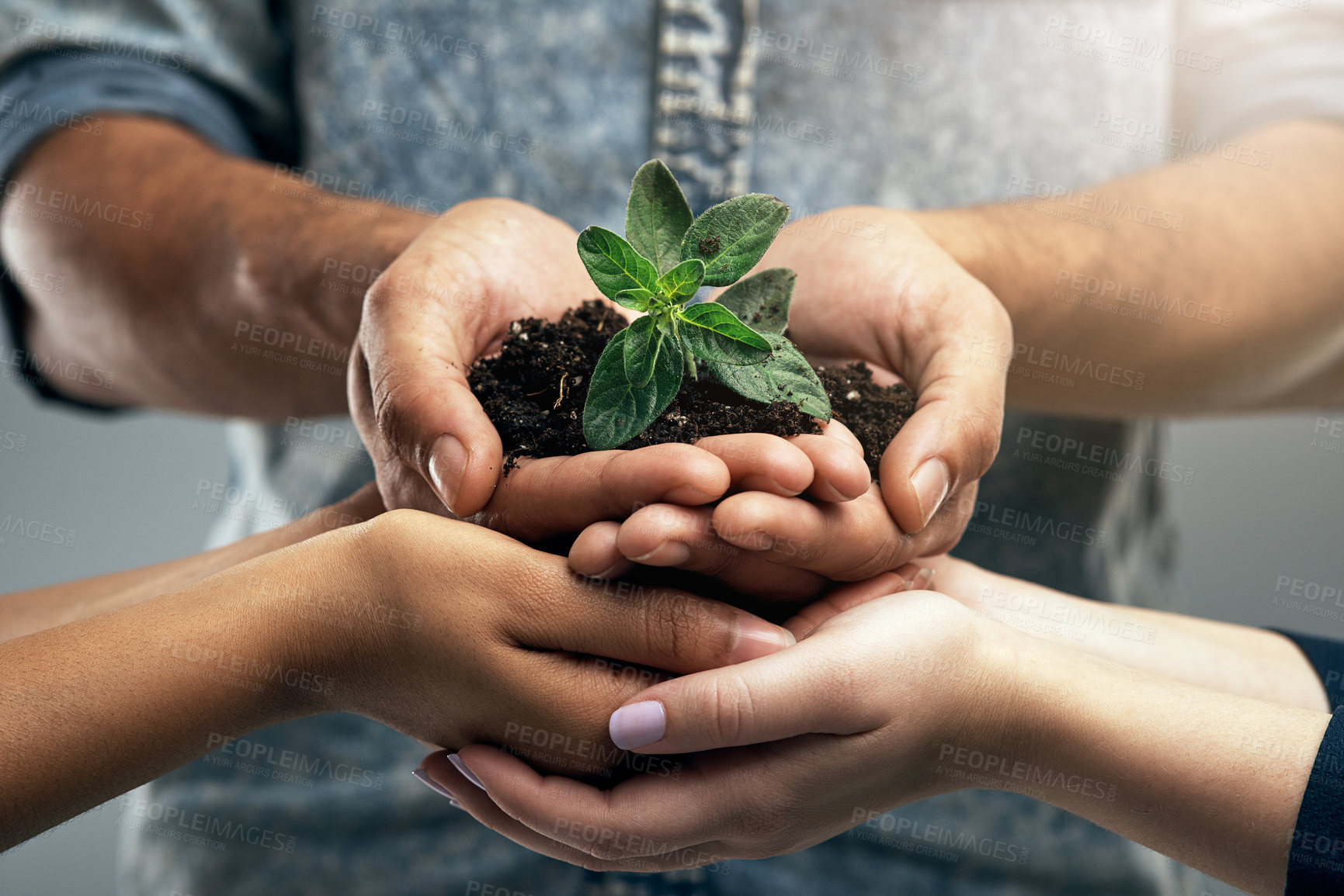 Buy stock photo Sustainability, plant and hands with soil for nature as a team to support the environment in collaboration. Carbon footprint, sustainable and group of people with dirt and leaves in a palm