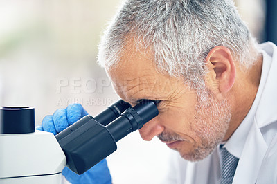 Buy stock photo Senior man, microscope and scientist in science industry, vaccine or cure medicine at laboratory. Serious male person, medical or healthcare professional in scientific research or examination in lab