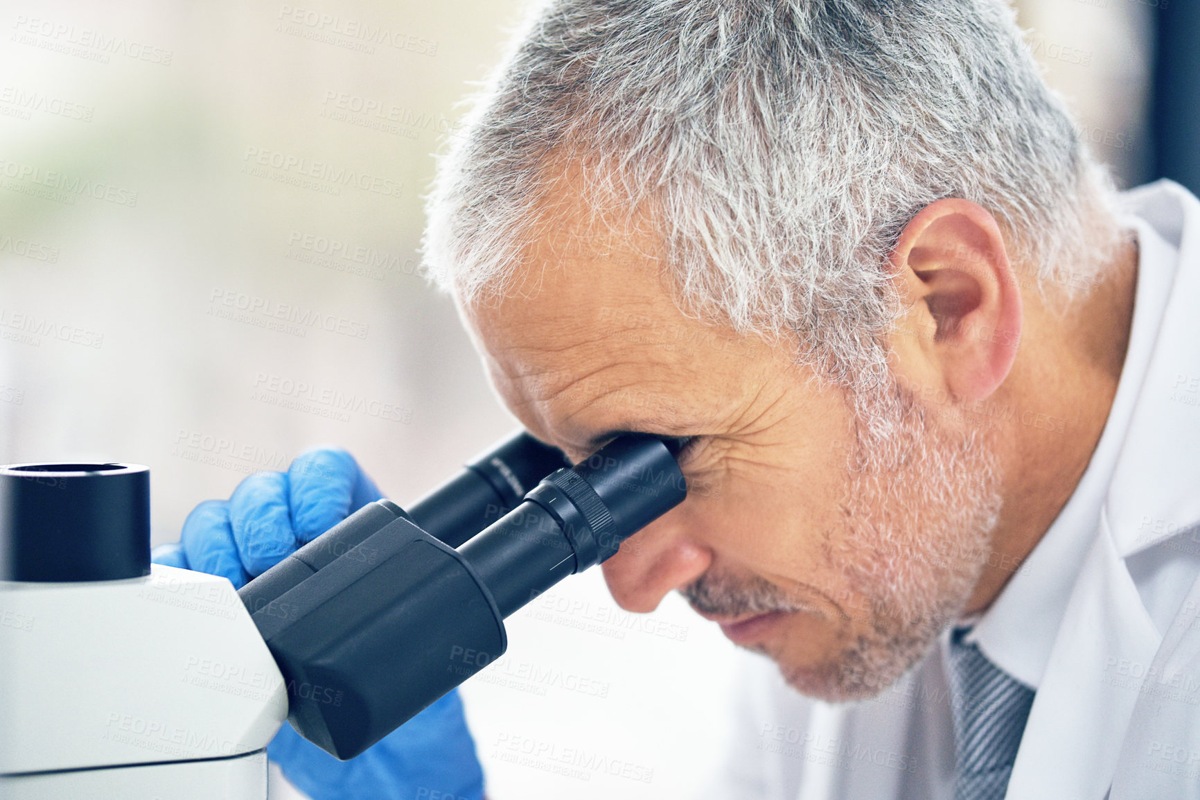 Buy stock photo Senior man, microscope and scientist in science industry, vaccine or cure medicine at laboratory. Serious male person, medical or healthcare professional in scientific research or examination in lab