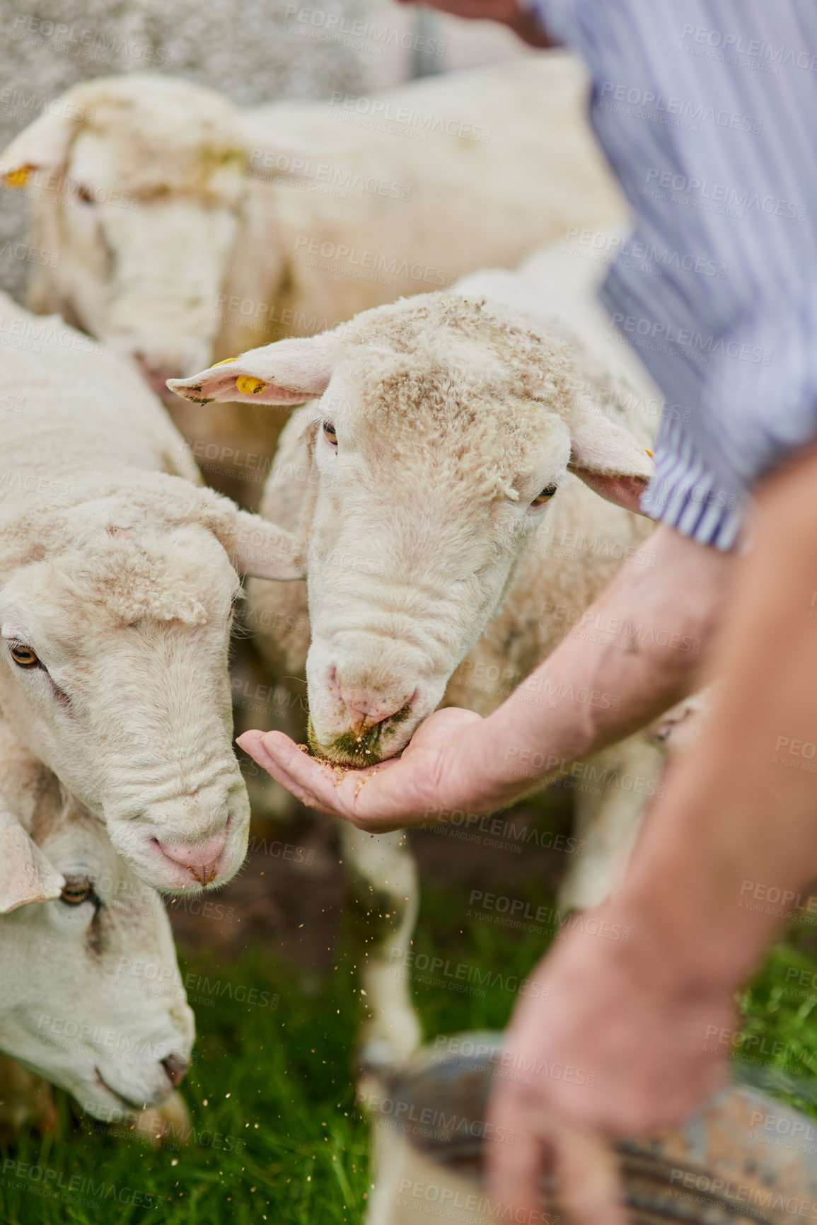 Buy stock photo Shot of a unrecognisable farmer feeding a herd of sheep with his hand outside on a farm
