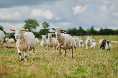 Buy stock photo Shot of a herd of sheep running quickly in one direction outside on a farm
