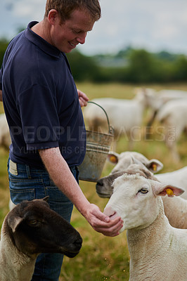 Buy stock photo Agriculture, sheep and feed with man on farm field for help, sustainability and animal care. Labor, ecology and summer with male farmer in countryside meadow for livestock, lamb and pasture