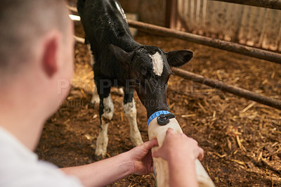 Buy stock photo Cropped shot of an unrecognizable young man feeding a calf in a dairy farm