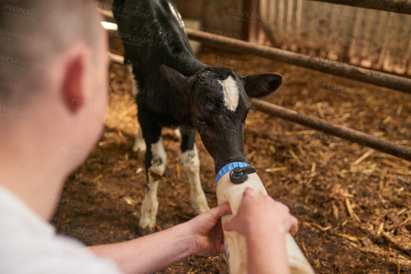 Buy stock photo Cropped shot of an unrecognizable young man feeding a calf in a dairy farm