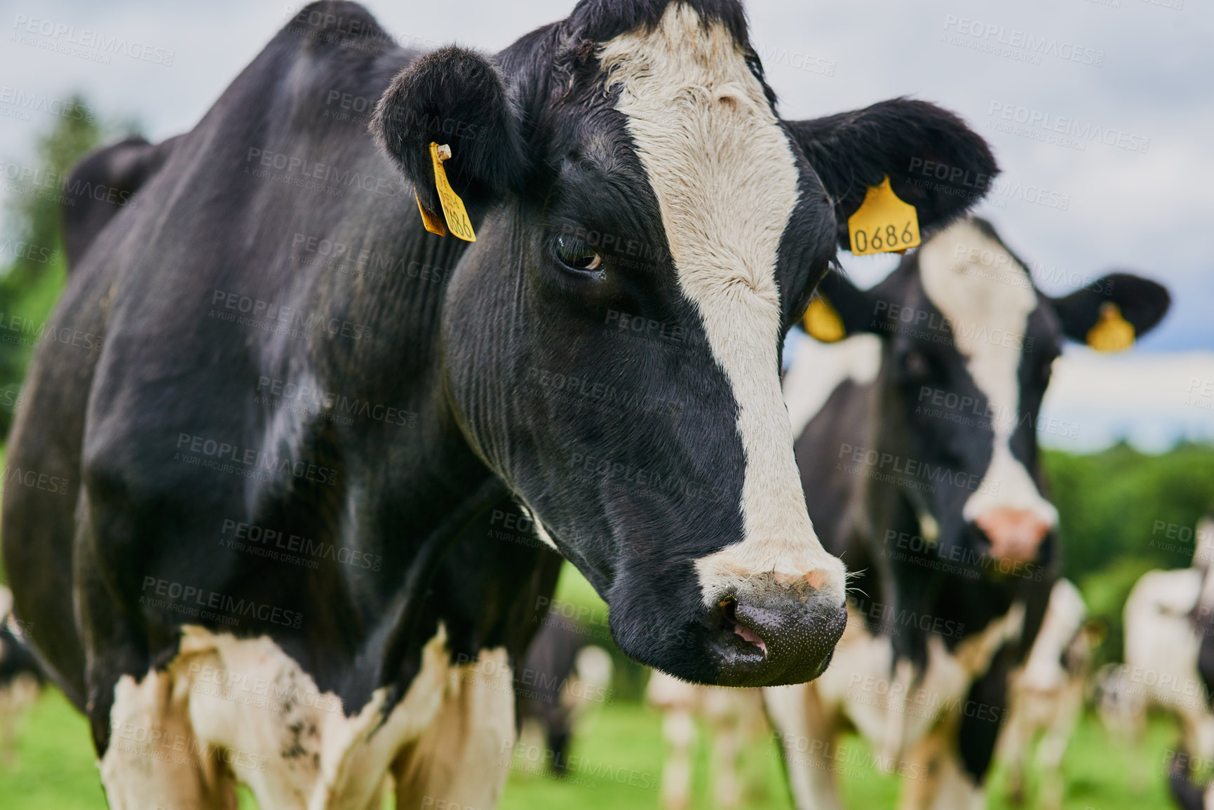 Buy stock photo Cow, cattle and animal with tag on dairy farm for livestock, agriculture or countryside production. Closeup, mammal or herd of outdoor beasts with label on grass field or natural farmland in texas