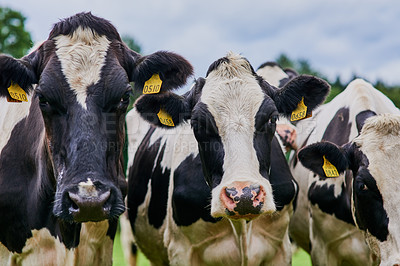 Buy stock photo Cropped shot of a herd of cattle grazing on a dairy farm