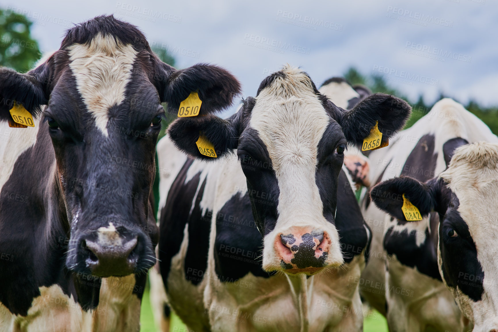 Buy stock photo Cows, portrait and farm in countryside with livestock, herd or free range agriculture in USA. Cattle, grass fed and healthy on Texas ranch for sustainability, beef production or dairy industry growth