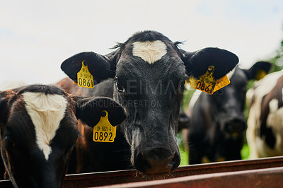 Buy stock photo Cropped shot of a herd of cows feeding on a dairy farm