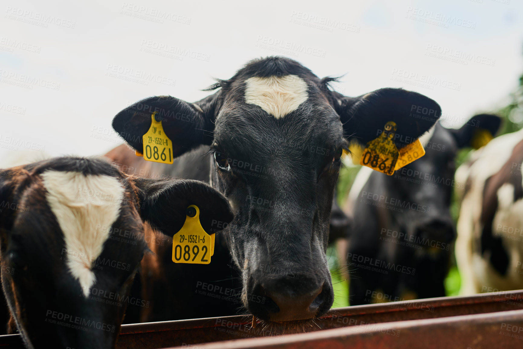 Buy stock photo Cropped shot of a herd of cows feeding on a dairy farm