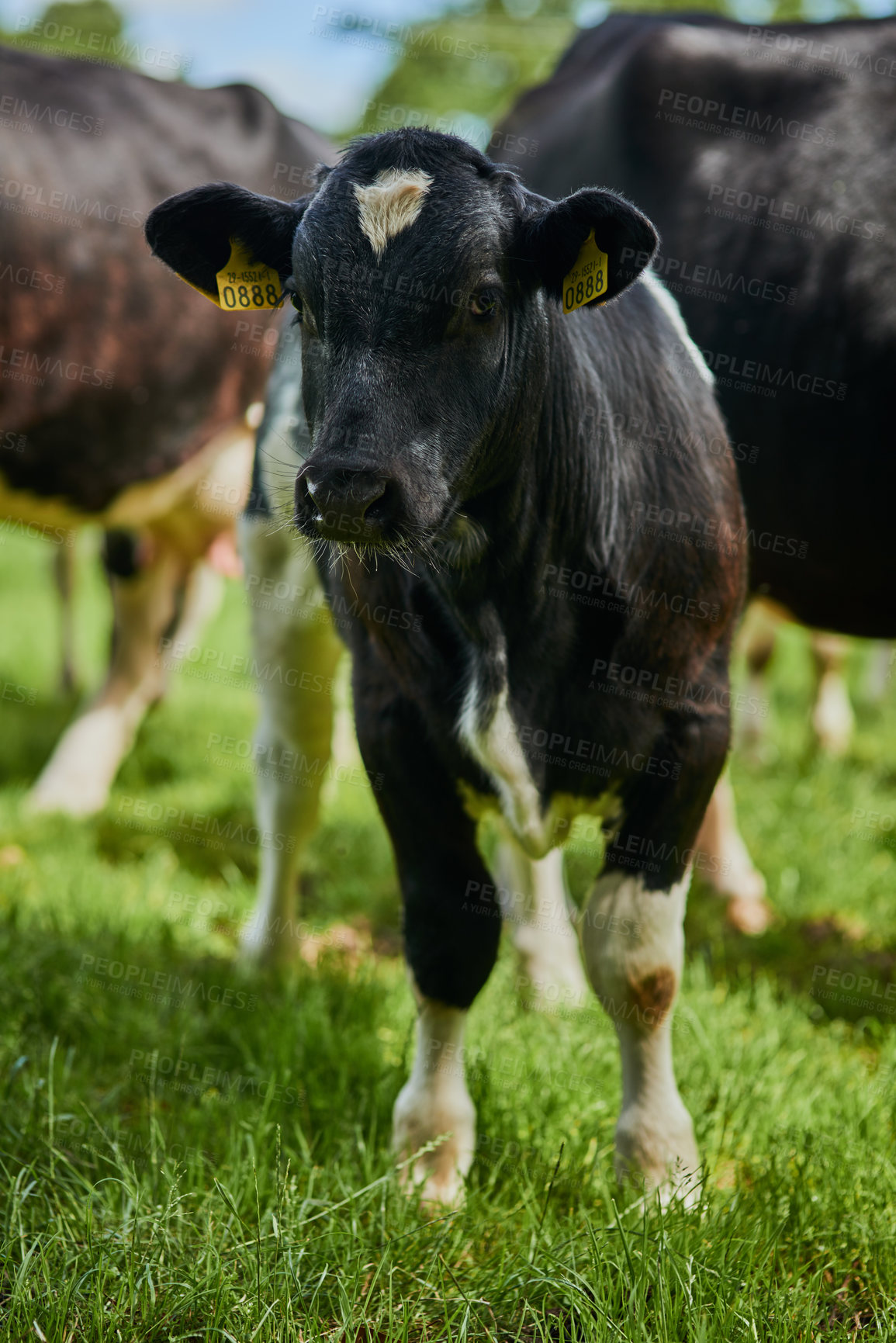 Buy stock photo Sustainability, farming and cow in field, portrait and animals with countryside, grass and country dairy. Nature, pasture and cattle grazing for agriculture, livestock and summer morning on ranch