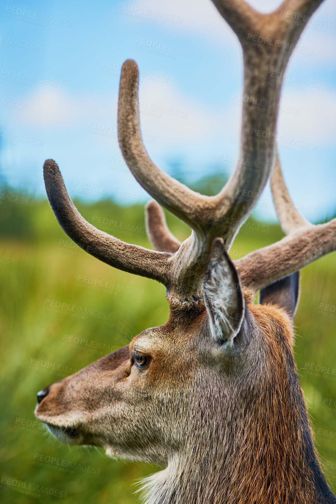 Buy stock photo Sustainability, animal and reindeer in field, eating and farm with countryside, grass and ecology. Nature, pasture and buck grazing for agriculture, livestock and summer morning on ranch environment