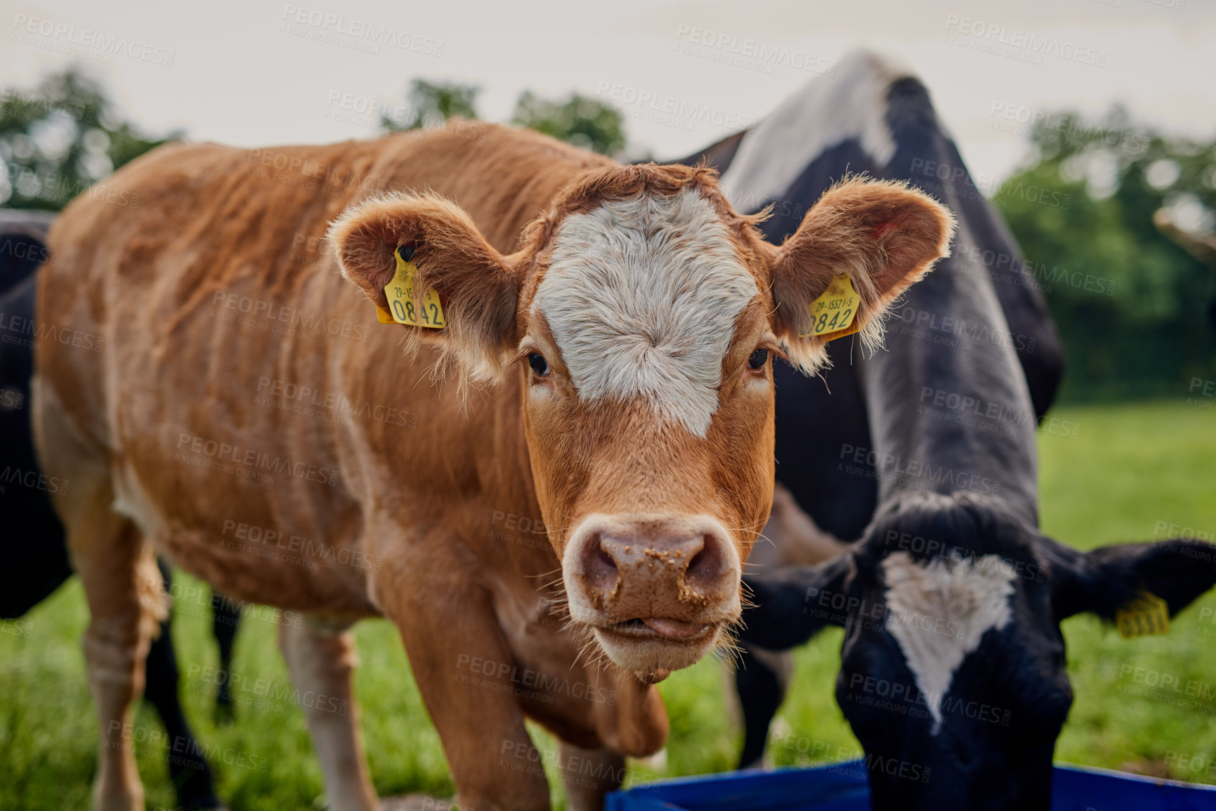 Buy stock photo Cropped shot of a herd of cattle grazing on a dairy farm