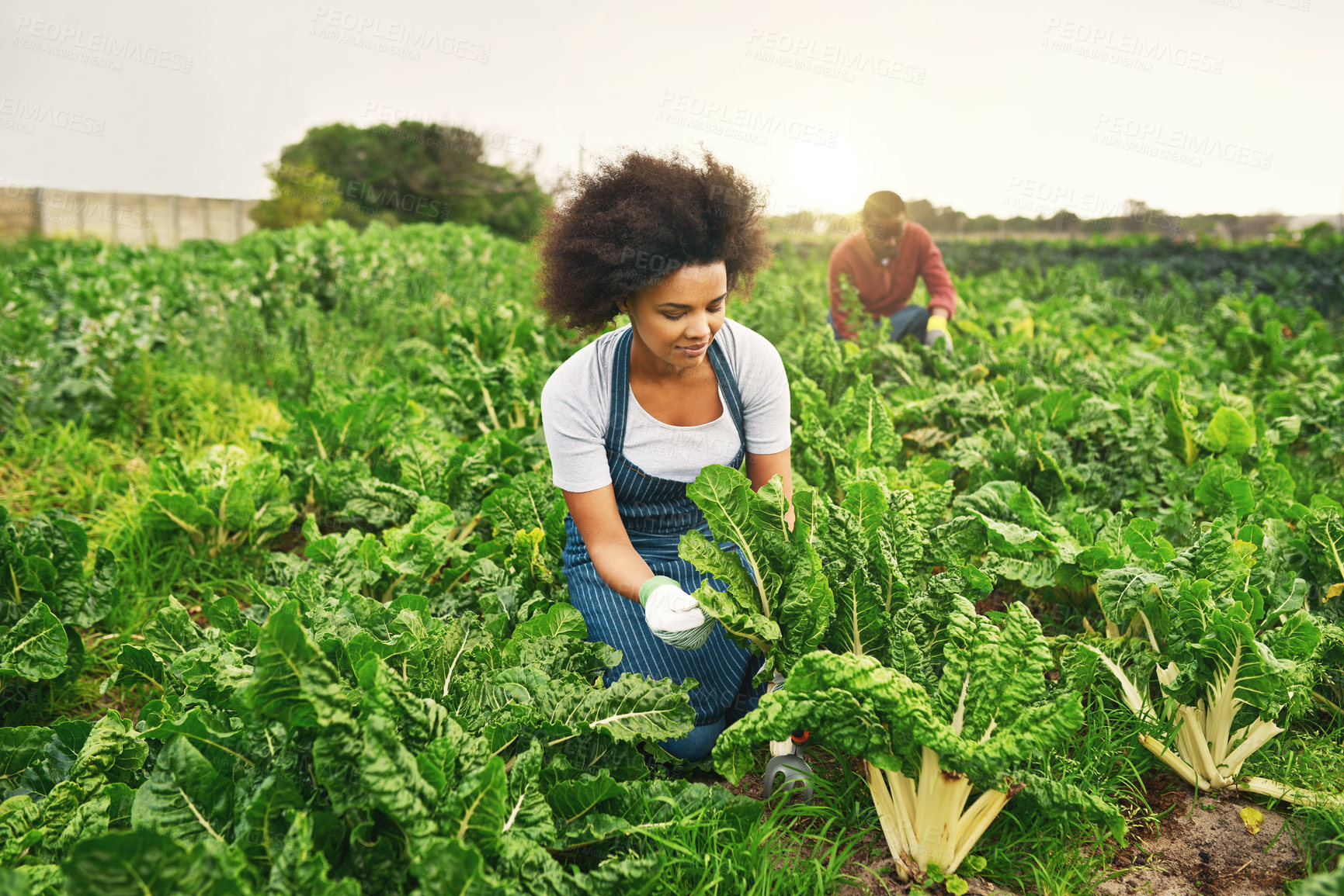 Buy stock photo Shot of an attractive young female farmer working the fields with her husband in the background