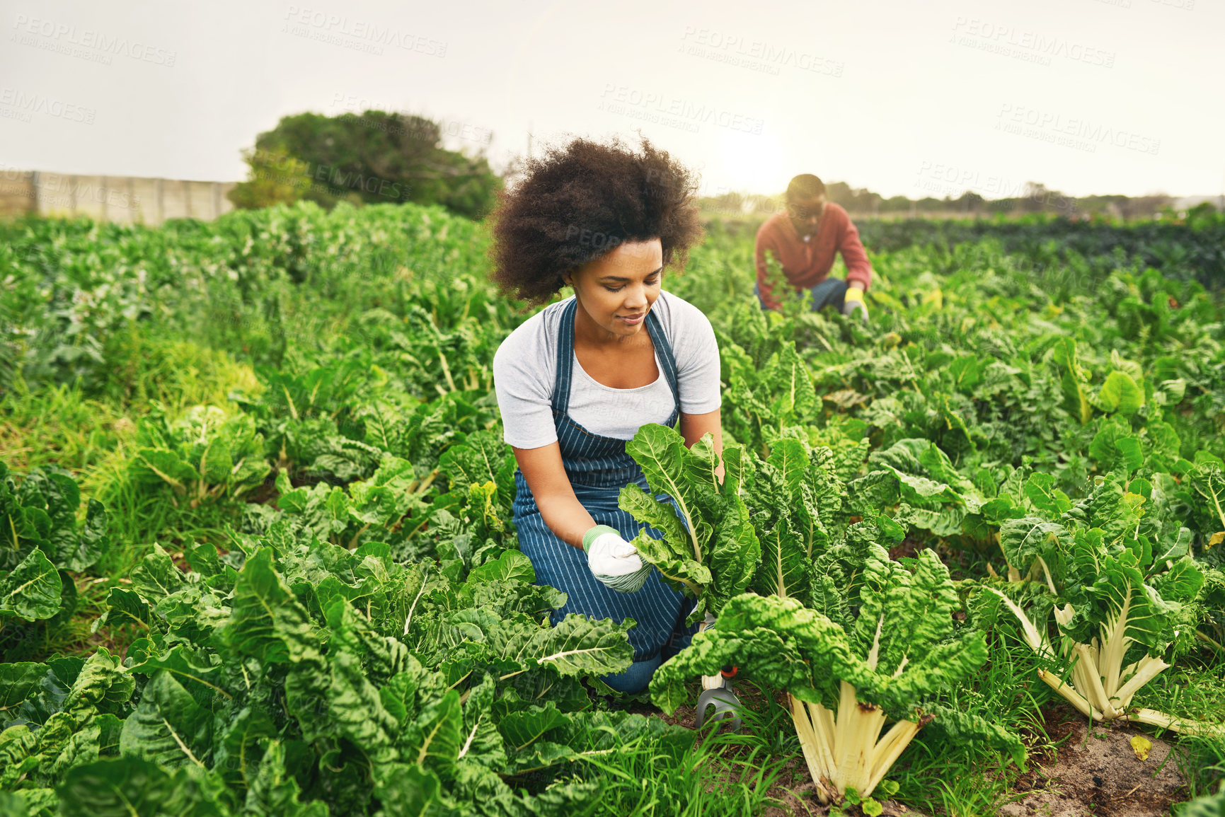 Buy stock photo Sustainability, farming and plant with couple in field for agriculture, environment and vegetables. Growth, harvest and eco friendly with people in countryside for permaculture and soil health