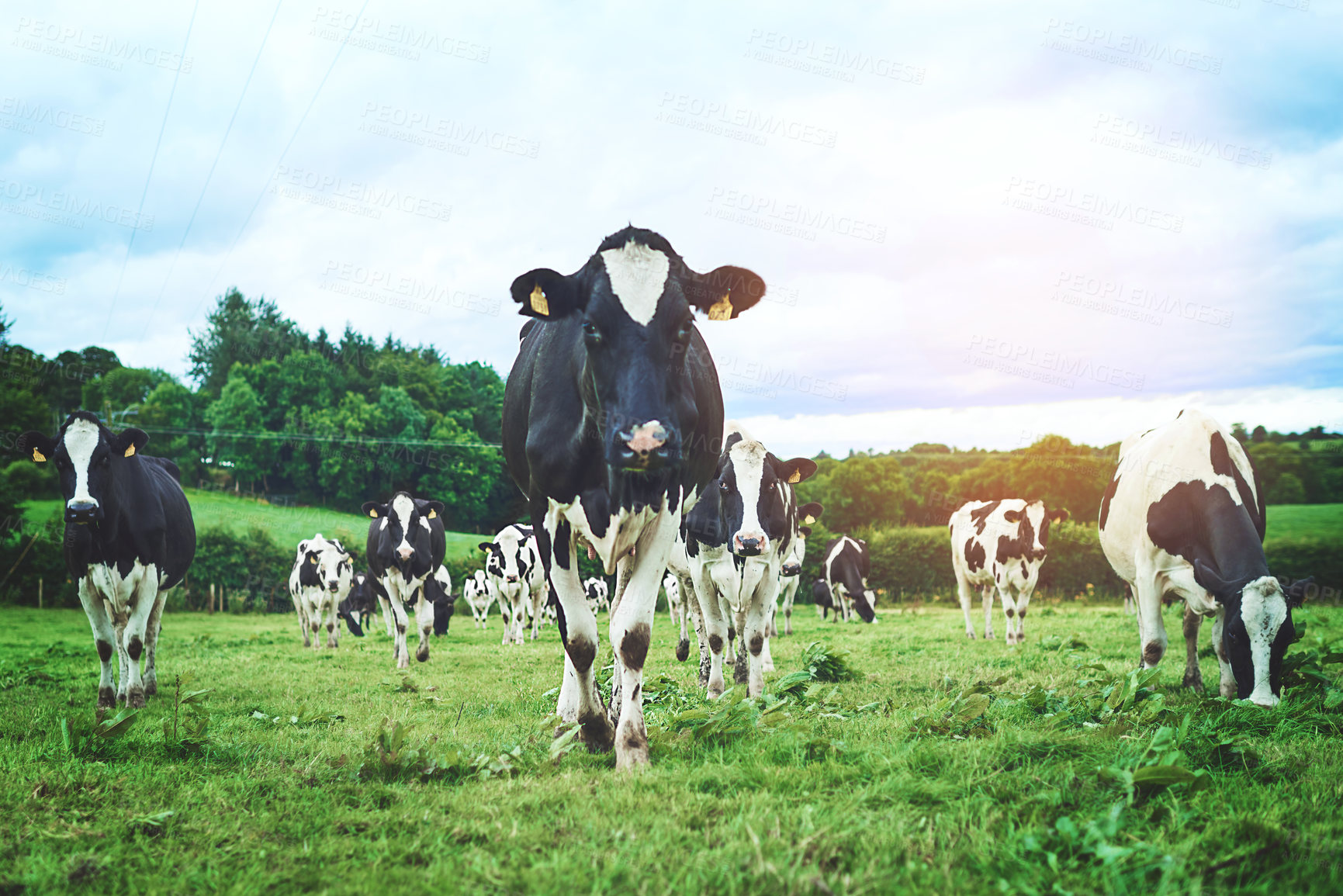 Buy stock photo Nature, farm and group of cows walking and eating grass in agriculture, sustainable and agro field. Ranch, livestock and cattle animals in dairy, eco friendly and farming environment in countryside.