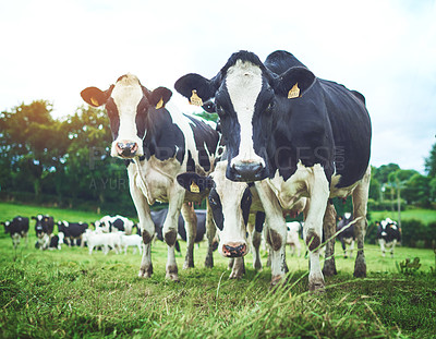 Buy stock photo Sustainable, herd and cows on an agriculture farm walking and eating grass on an agro field. Ranch, livestock and group of cattle animals in dairy, eco friendly and farming environment in countryside