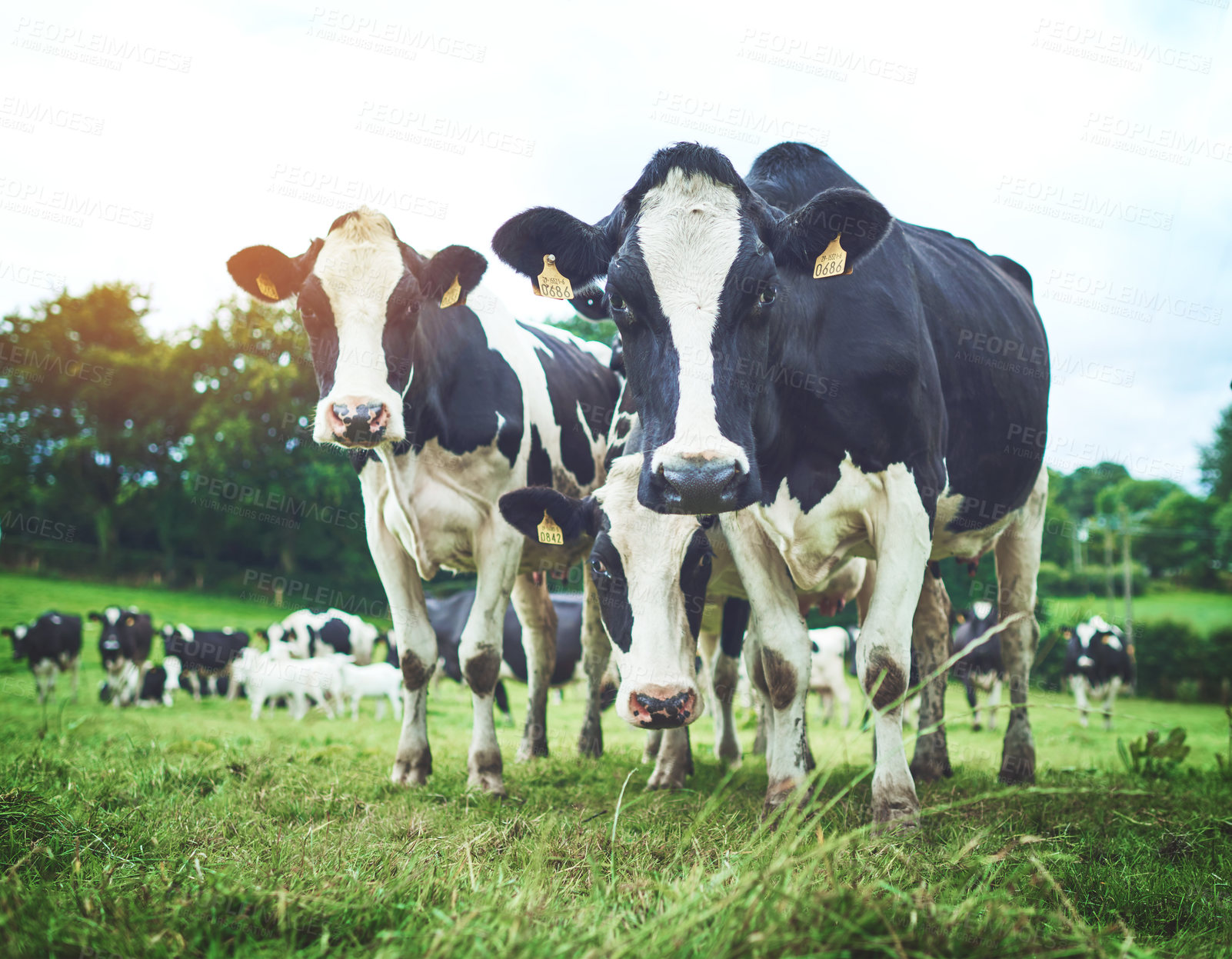Buy stock photo Sustainable, herd and cows on an agriculture farm walking and eating grass on an agro field. Ranch, livestock and group of cattle animals in dairy, eco friendly and farming environment in countryside