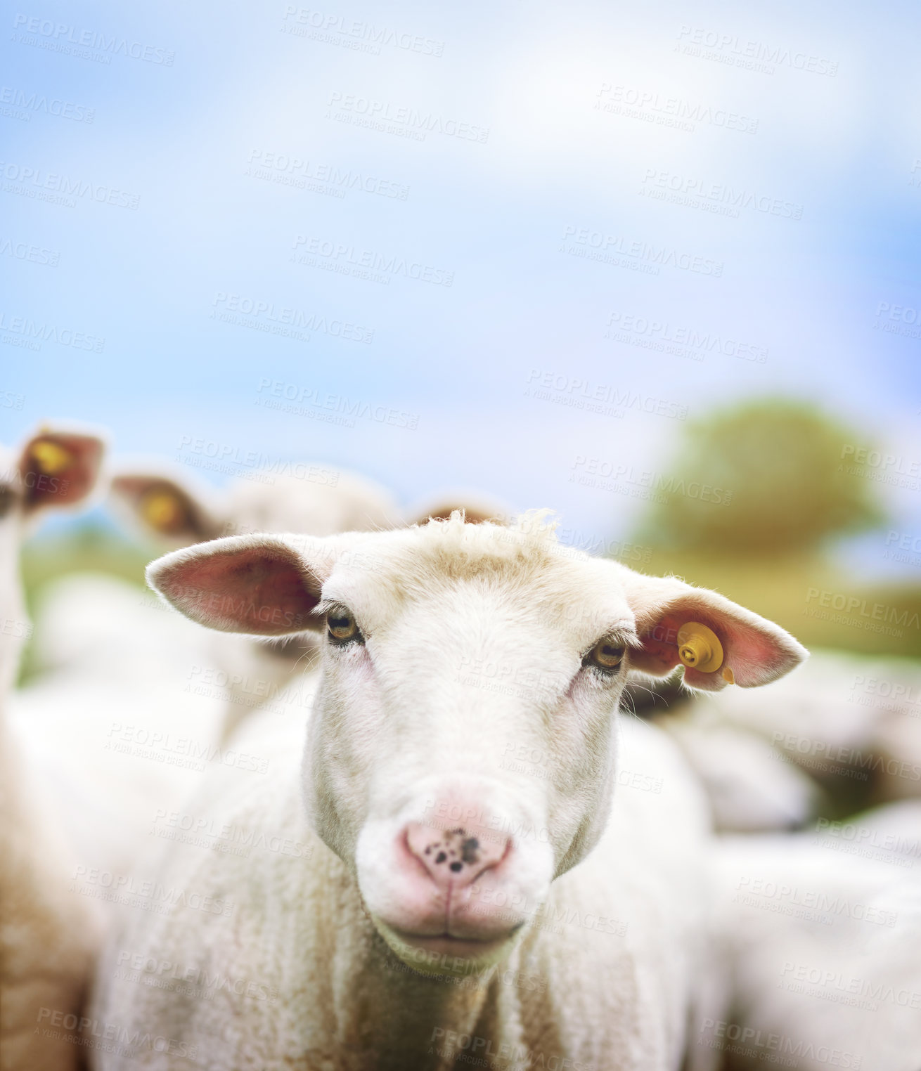 Buy stock photo Cropped shot of sheep on a farm