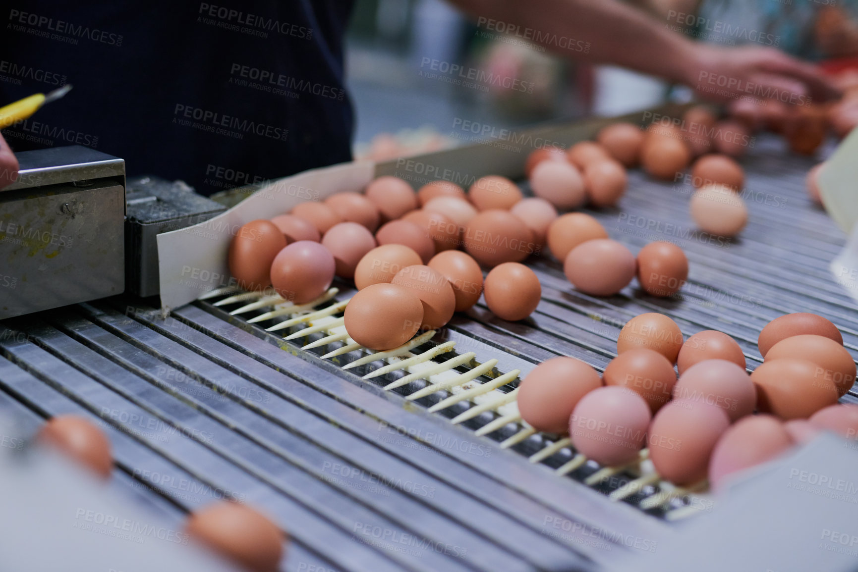 Buy stock photo Shot of chicken eggs moving up a conveyer belt while unrecognisable factory workers work in the background