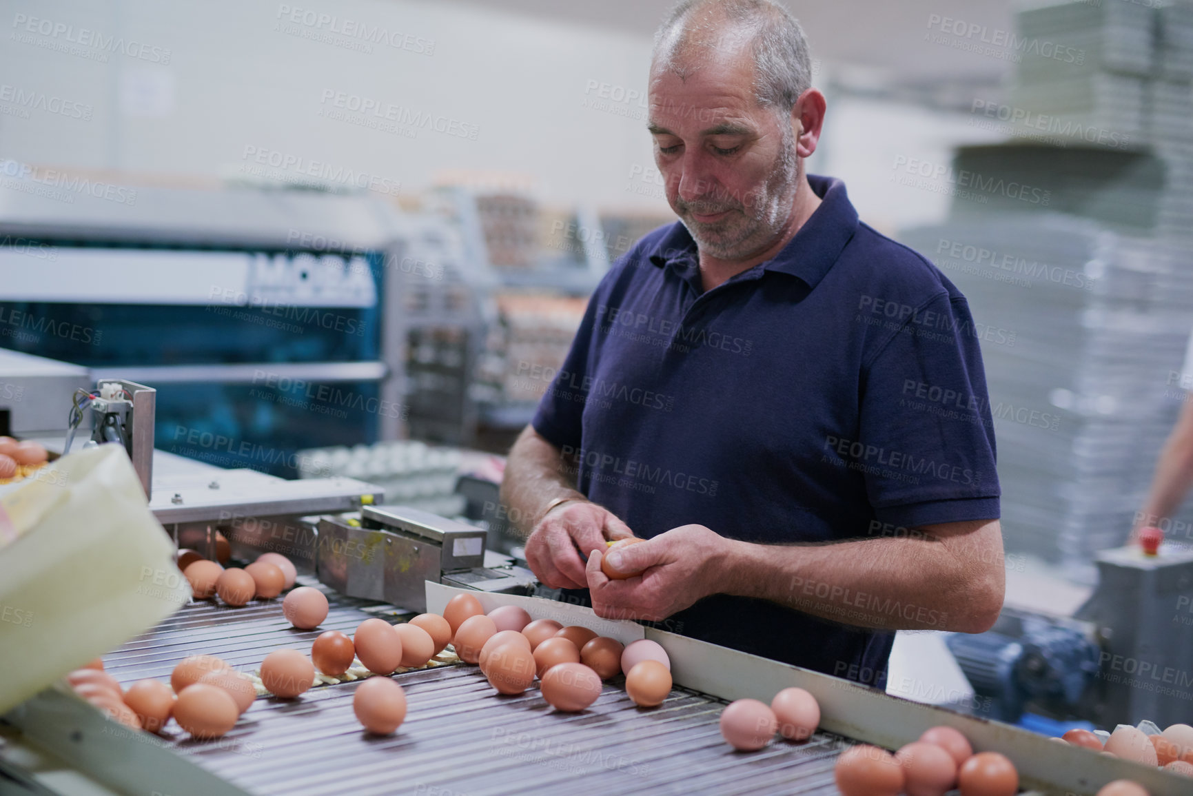 Buy stock photo Shot of a focused mature factory worker sorting out chicken eggs on a conveyer belt inside of a factory