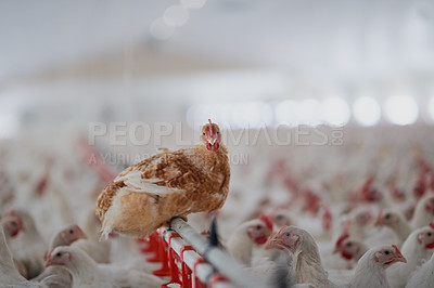 Buy stock photo Shot of a large flock of chicken hens all together in a big warehouse with one hen sticking out of the crowed on a farm