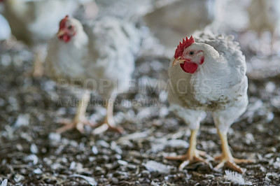 Buy stock photo Shot of two chickens walking around with other chickens inside of a warehouse on a farm
