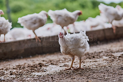 Buy stock photo Shot of a flock of chickens walking around inside of a warehouse on a farm