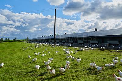 Buy stock photo Shot of a flock of chickens gracefully walking around on a green grass field outside on a farm