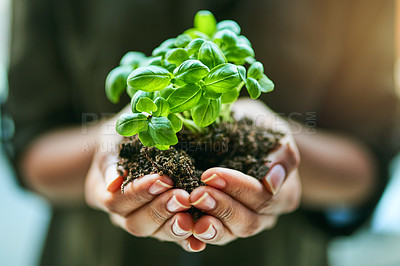 Buy stock photo Cropped shot of a woman holding a plant growing out of soil