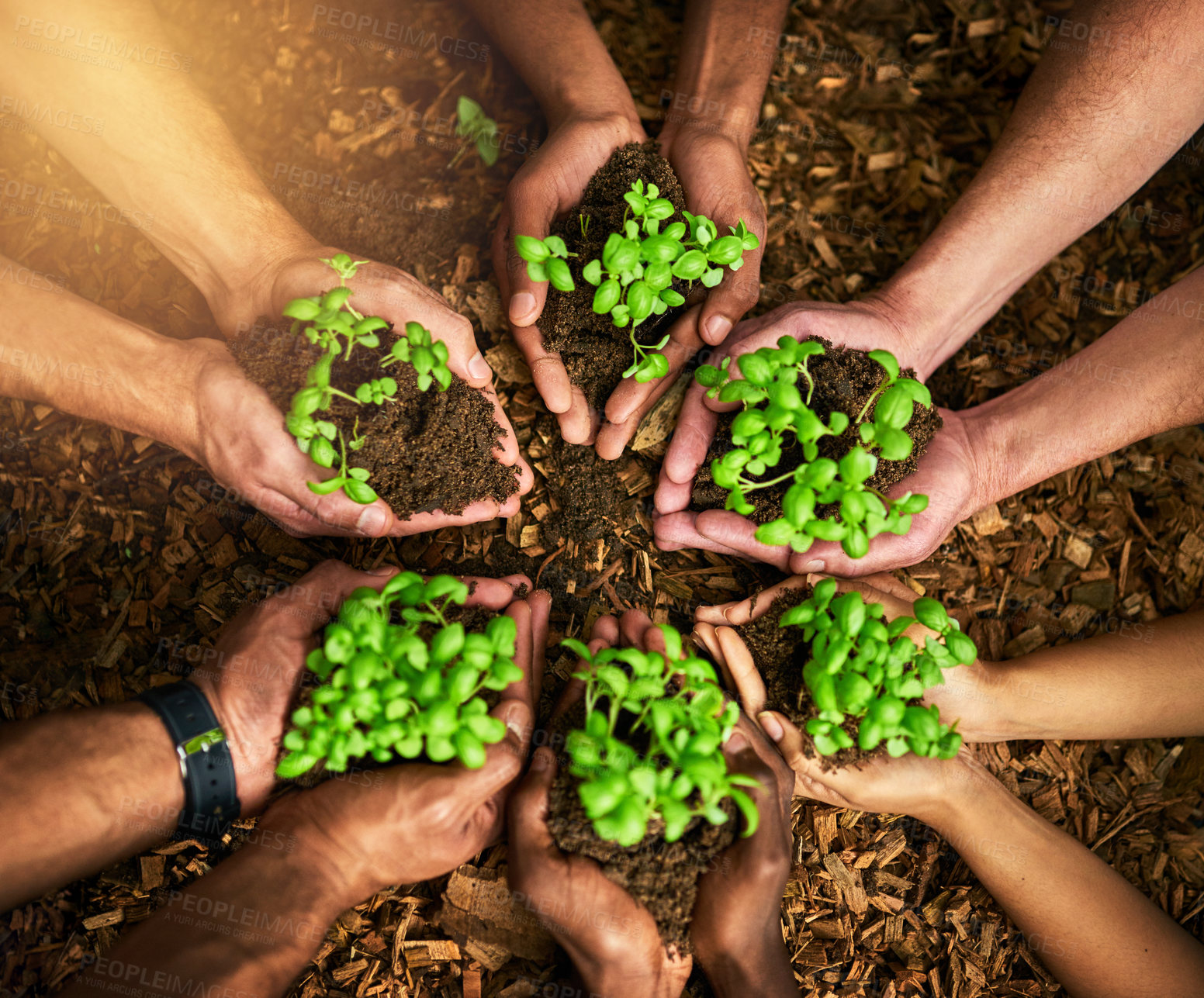 Buy stock photo Closeup of hands of group of people holding plants growing out of soil while standing in nature from above. Top view of friends, botanists and farmers supporting, protecting and growing greenery