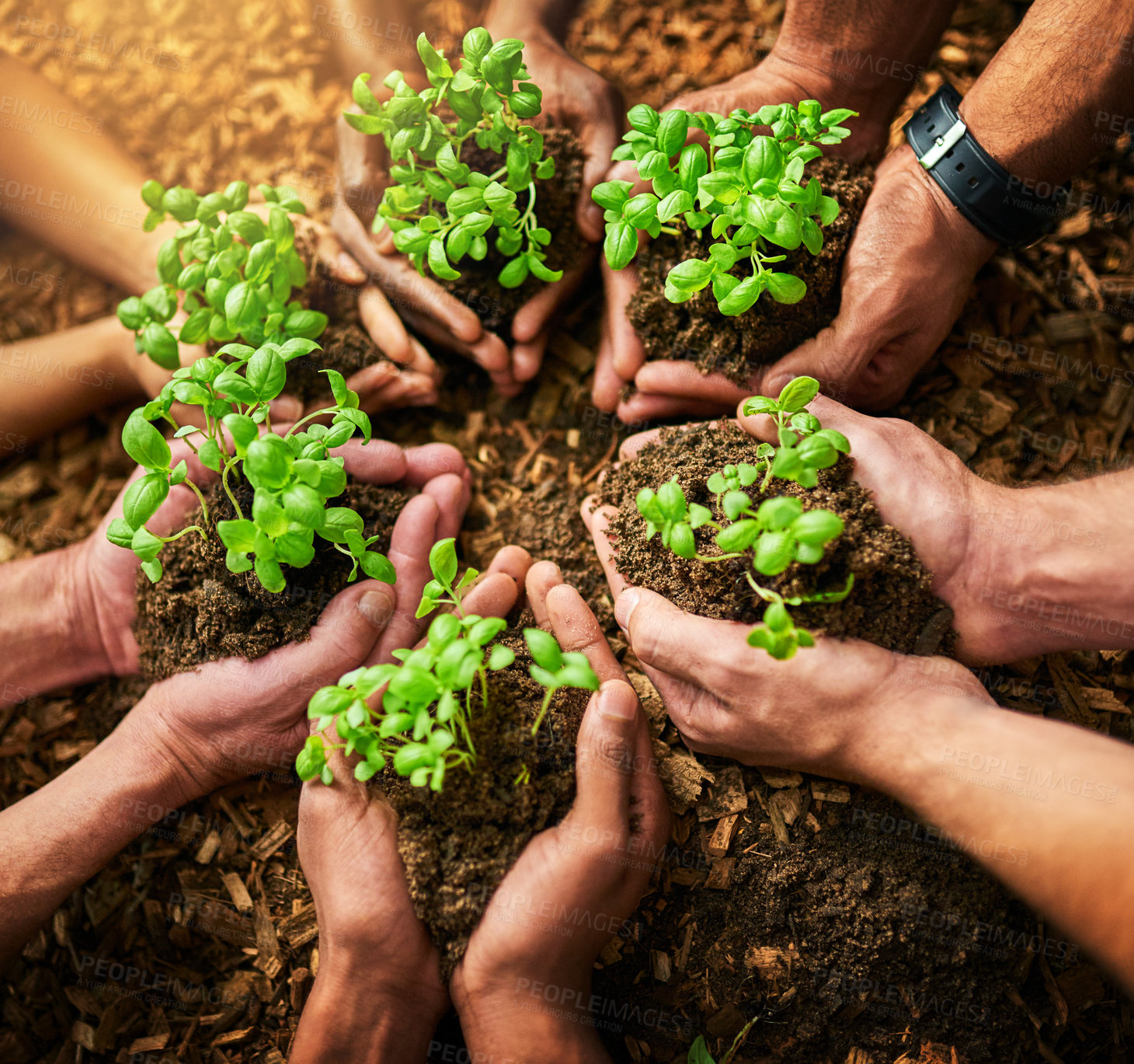 Buy stock photo Hands planting fresh green plants to symbolize healthy growth, progress and development. Above view and closeup of diverse group and team of environmental biologists, scientists and conservationists 