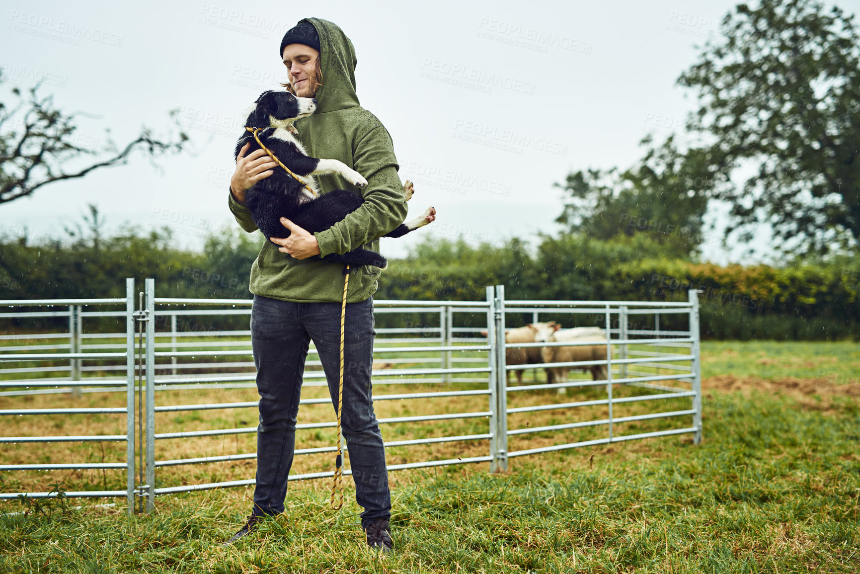 Buy stock photo Farm, nature and man holding dog for training pet with herding sheep for live stock. Environment, bonding and male sustainable business owner with puppy for animal behavior in Norway countryside.