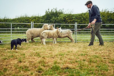 Buy stock photo Shot of a focused young farmer and his dog approaching three stressed out sheep to try and catch them outside during the day