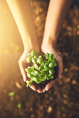 Buy stock photo Plant, hands and dirt for sustainability, agriculture and gardening for growth and earth day. Volunteer, person and outdoor with soil and accountability for conservation and climate change above