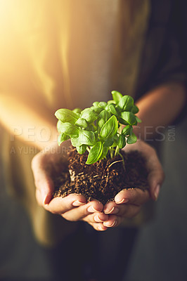 Buy stock photo Closeup shot of an unrecognizable woman holding a plant growing out of soil
