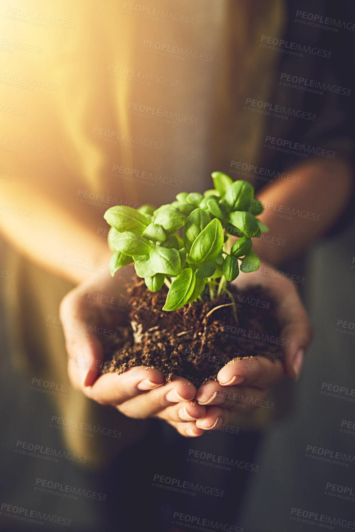 Buy stock photo Closeup shot of an unrecognizable woman holding a plant growing out of soil