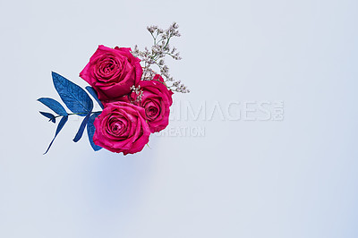 Buy stock photo Studio shot of a bouquet of roses with blue leaves placed against a grey background