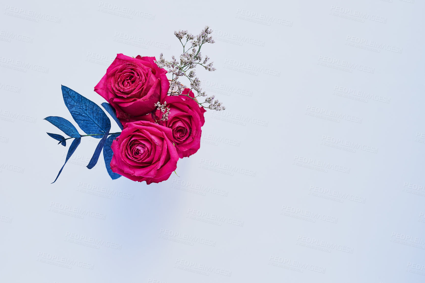 Buy stock photo Studio shot of a bouquet of roses with blue leaves placed against a grey background