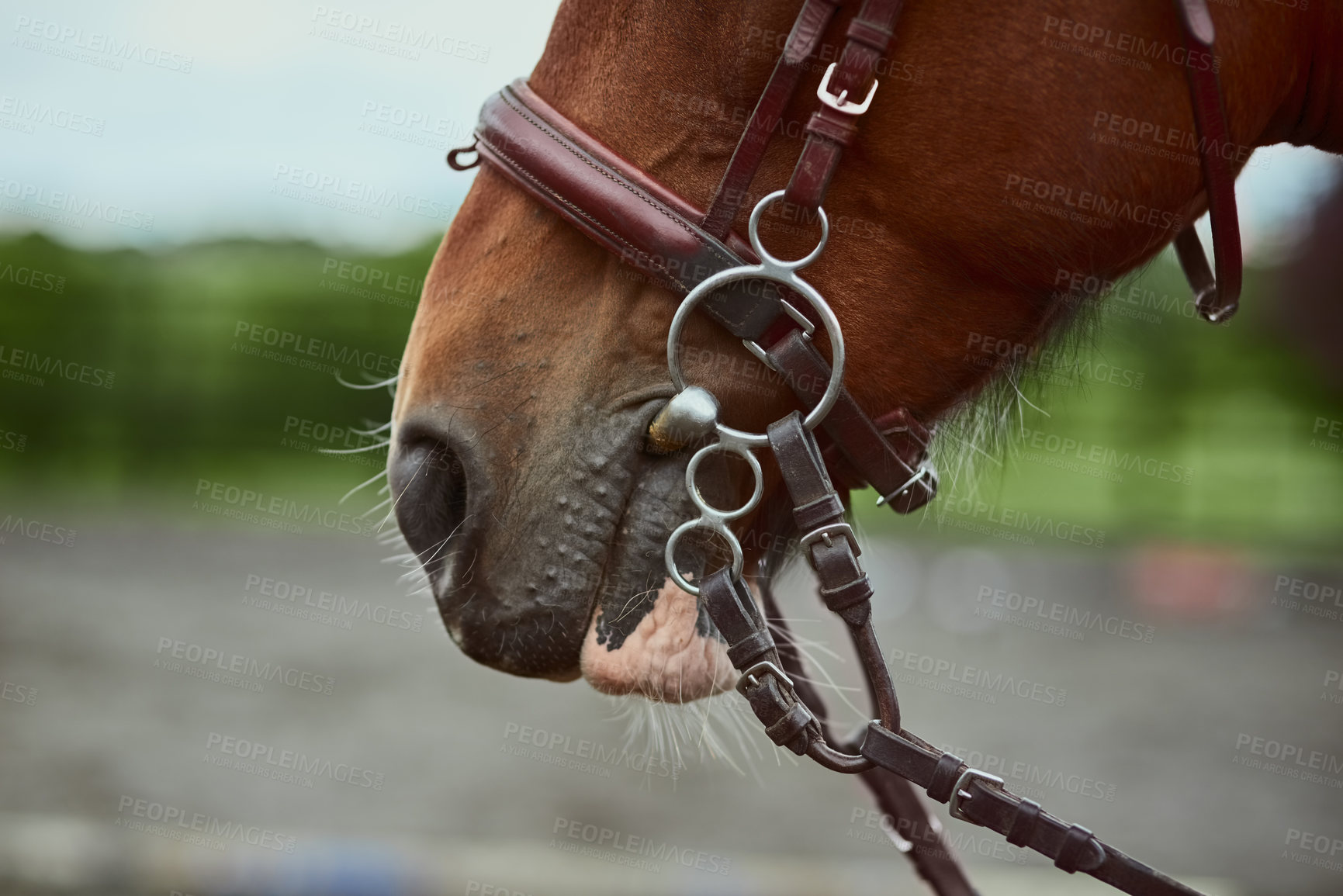 Buy stock photo Cropped shot of a pony’s mouth and harness